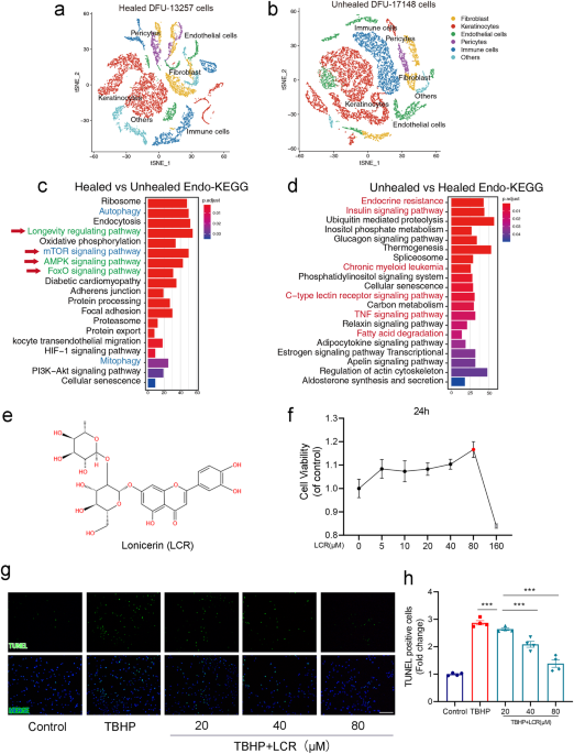 Lonicerin promotes wound healing in diabetic rats by enhancing blood vessel regeneration through Sirt1-mediated autophagy