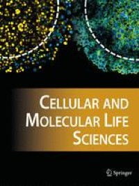 Myeloid SENP3 deficiency protects mice from diet and age-induced obesity via regulation of YAP1 SUMOylation