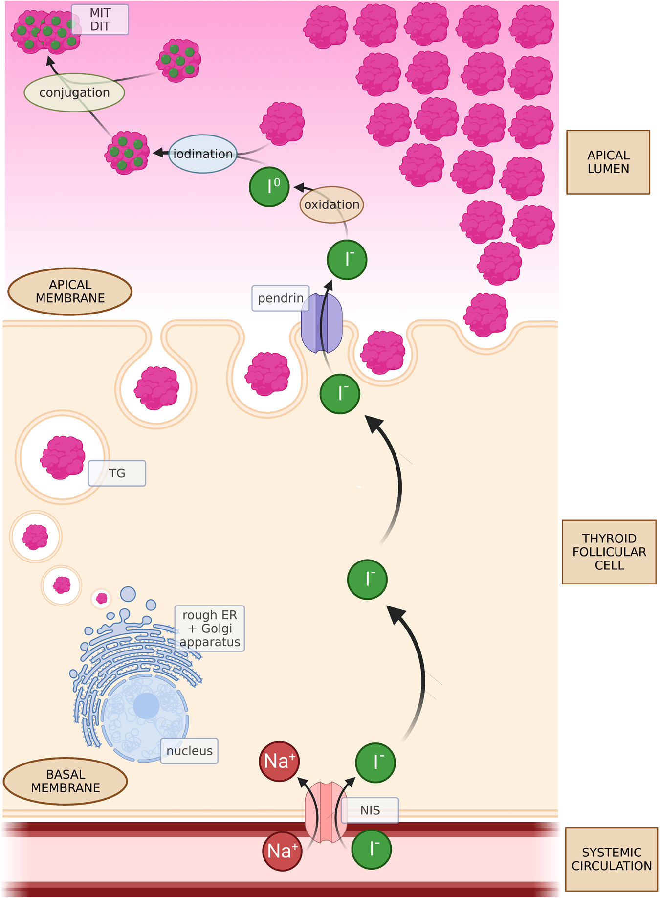 Clinical use of thyroglobulin: not only thyroid cancer