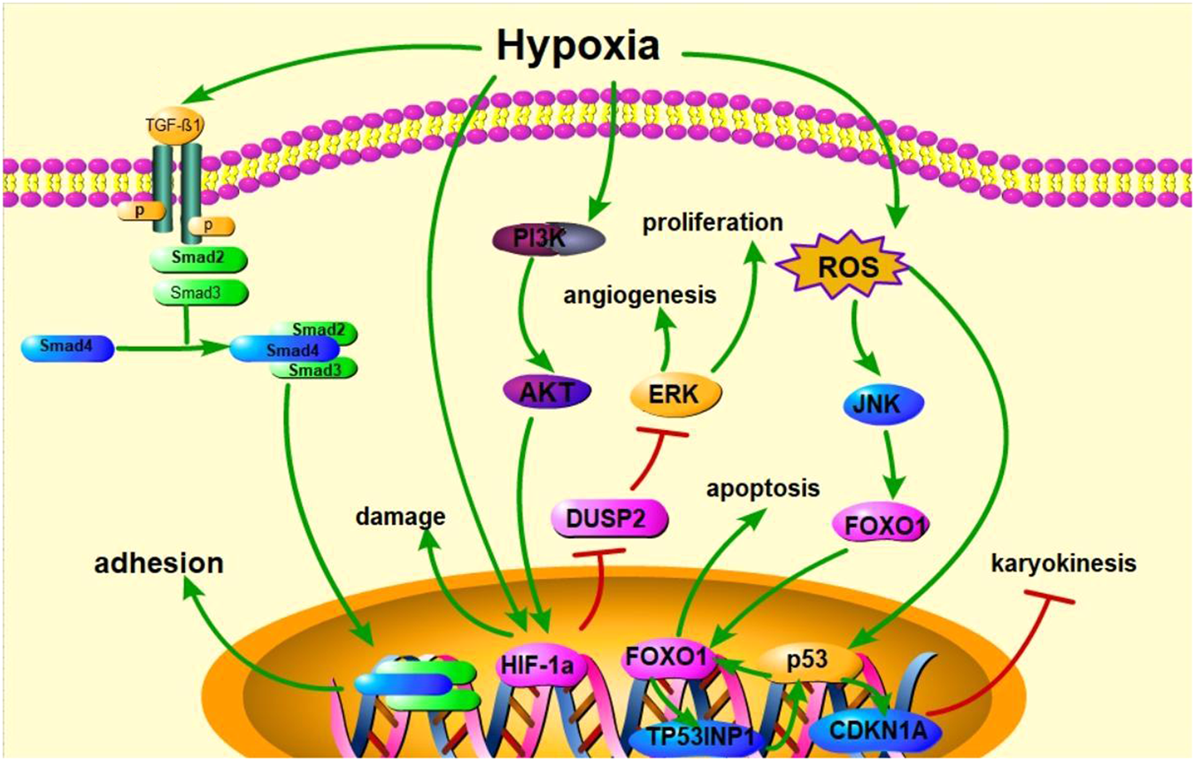 Research progress on reproductive system damage caused by high altitude hypoxia