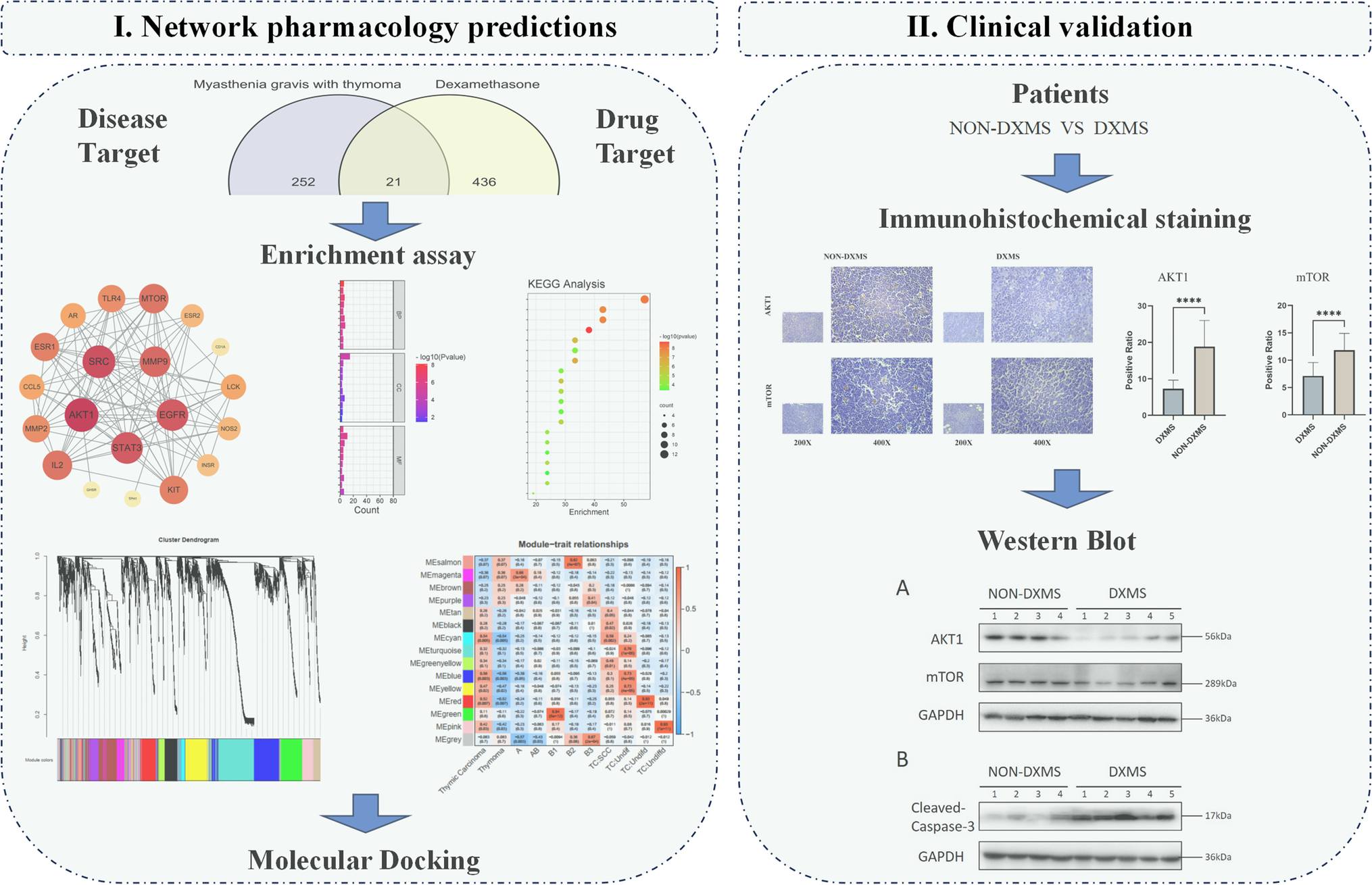 Dexamethasone improves thymoma-associated myasthenia gravis via the AKT-mTOR pathway