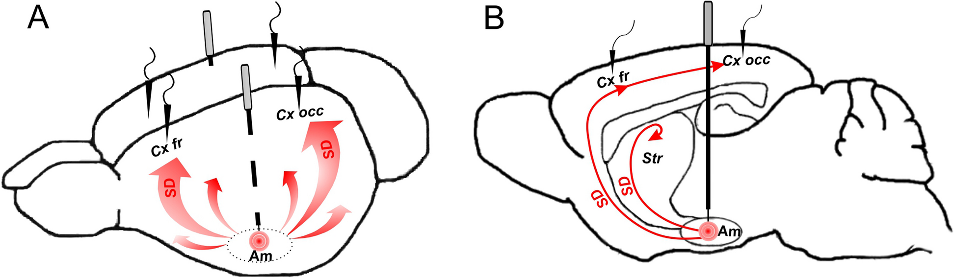 Different vulnerability of fast and slow cortical oscillations to suppressive effect of spreading depolarization: state-dependent features potentially relevant to pathogenesis of migraine aura