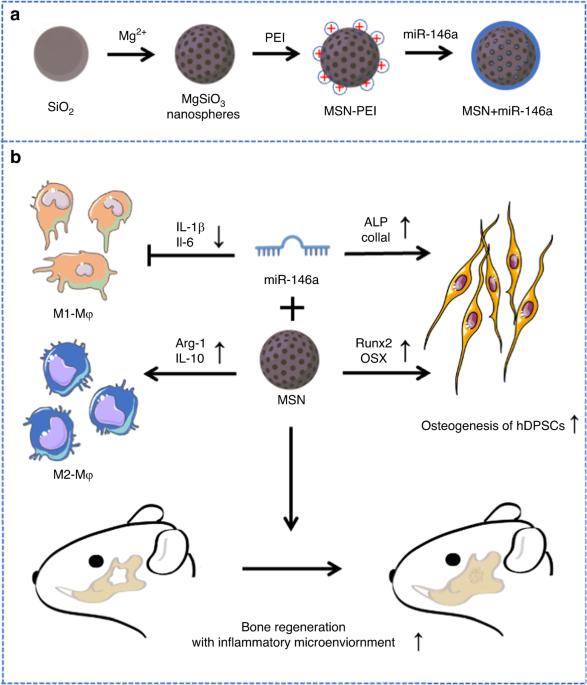 MicroRNA-146a-loaded magnesium silicate nanospheres promote bone regeneration in an inflammatory microenvironment