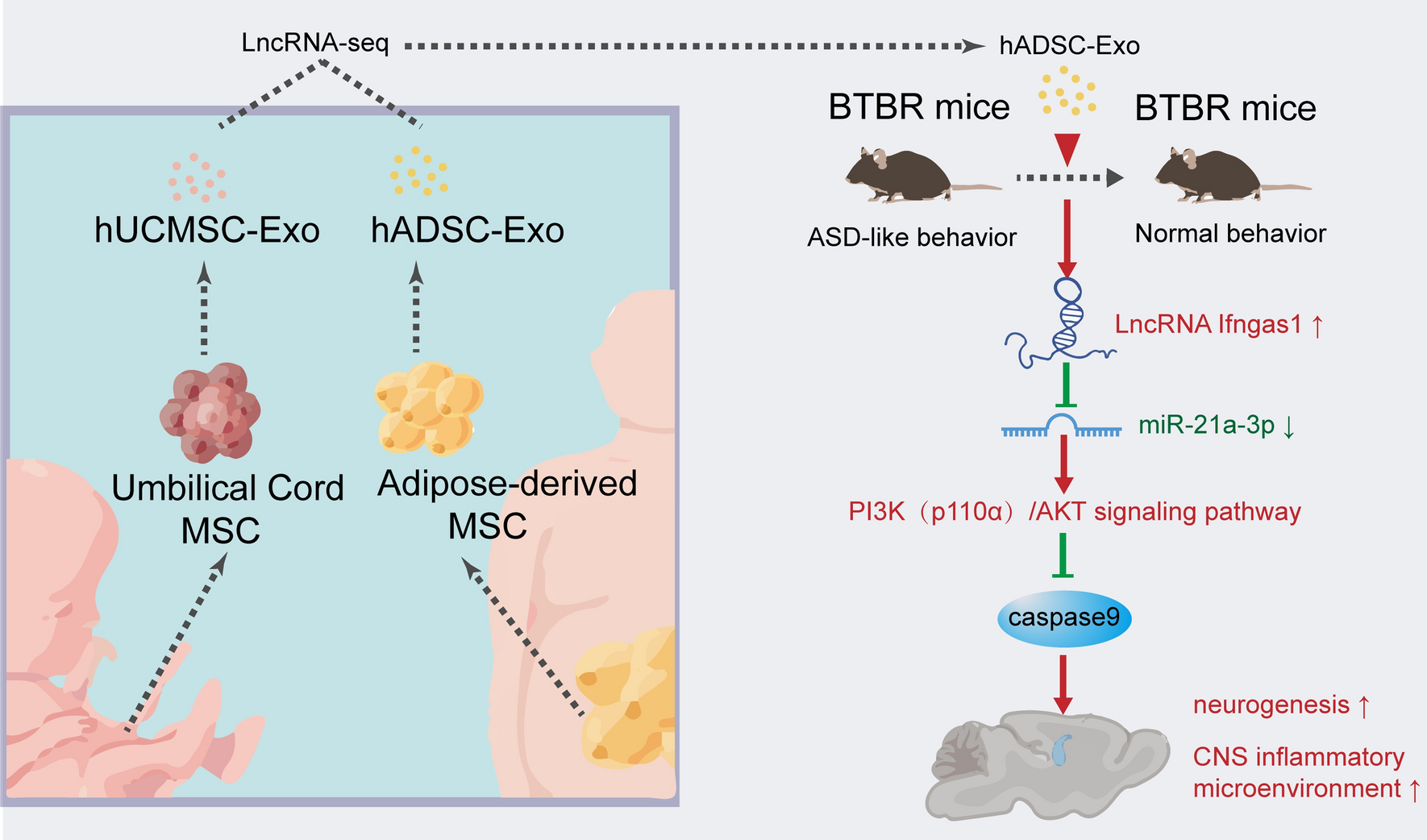 Exosome lncRNA IFNG-AS1 derived from mesenchymal stem cells of human adipose ameliorates neurogenesis and ASD-like behavior in BTBR mice