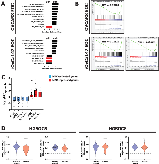 Reversible downregulation of MYC in a spheroid model of metastatic epithelial ovarian cancer