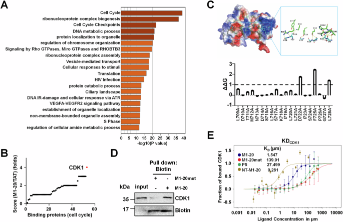 The antitumor peptide M1-20 induced the degradation of CDK1 through CUL4-DDB1-DCAF1-involved ubiquitination