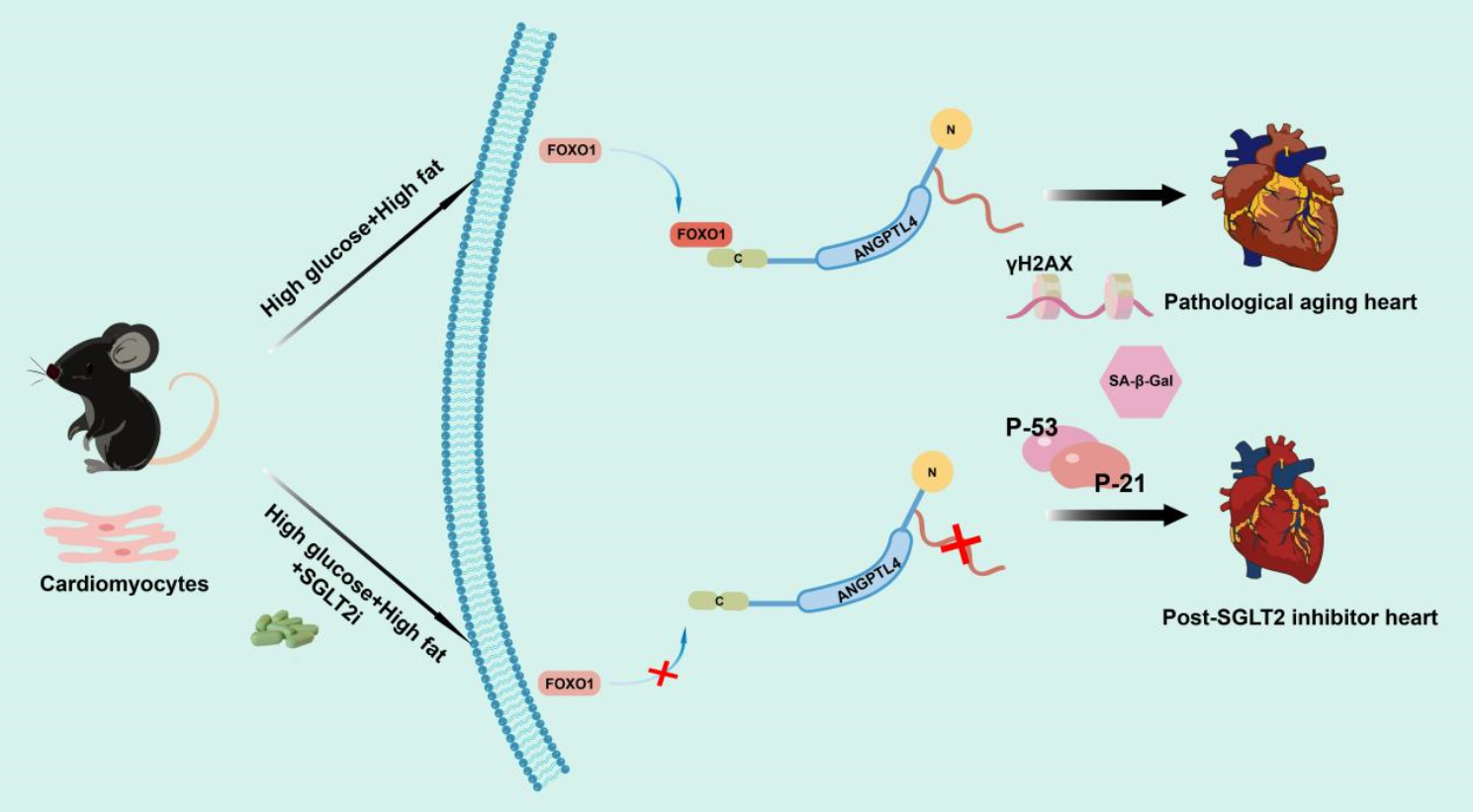 SGLT2 inhibitor downregulates ANGPTL4 to mitigate pathological aging of cardiomyocytes induced by type 2 diabetes