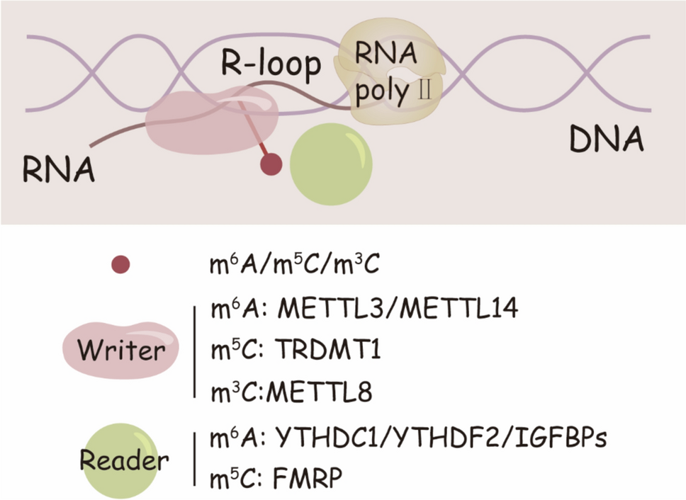 Cross-regulation of RNA methylation modifications and R-loops: from molecular mechanisms to clinical implications
