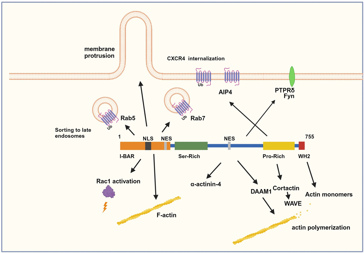 MTSS1: beyond the integration of actin and membrane dynamics