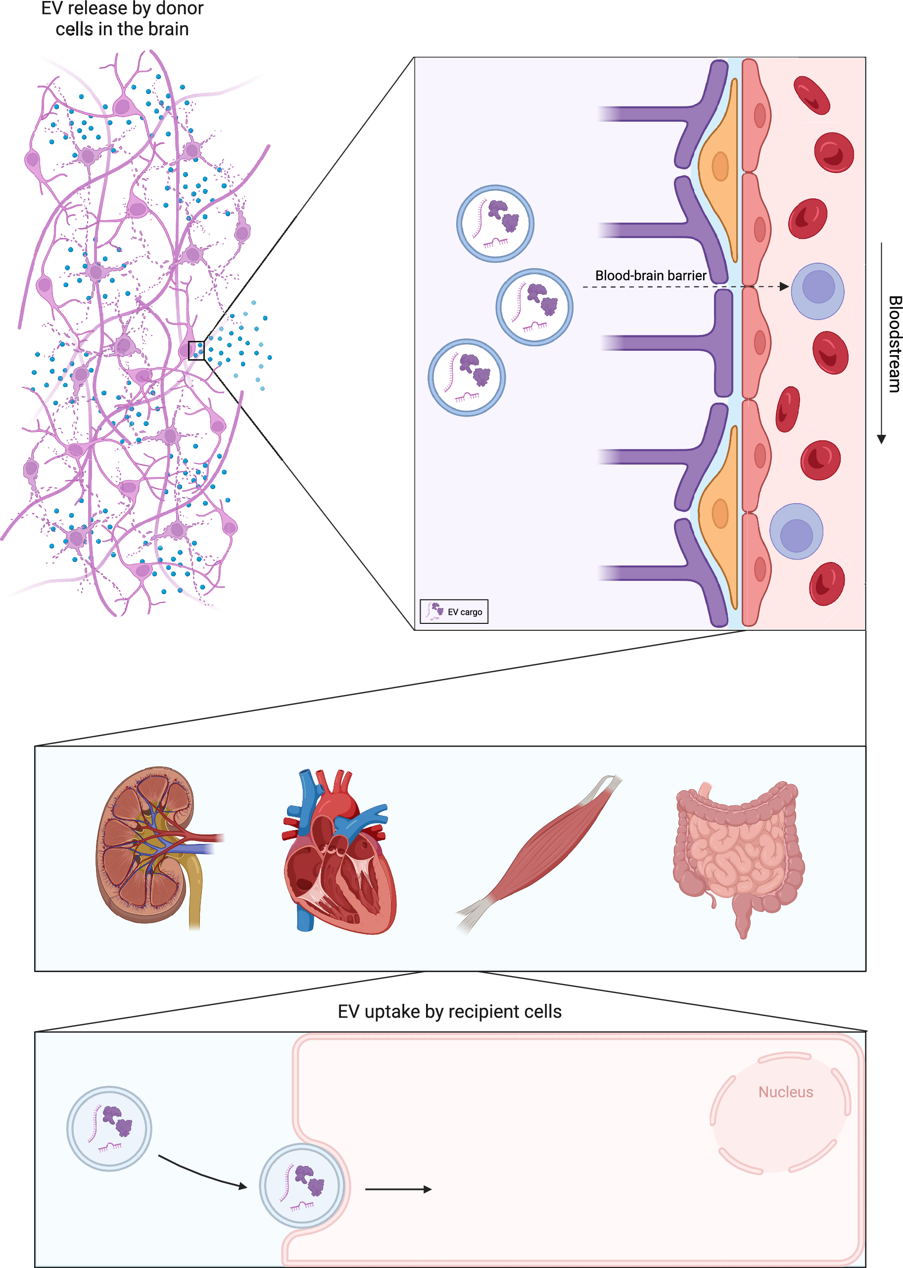 Shared and distinct changes in the molecular cargo of extracellular vesicles in different neurodegenerative diseases