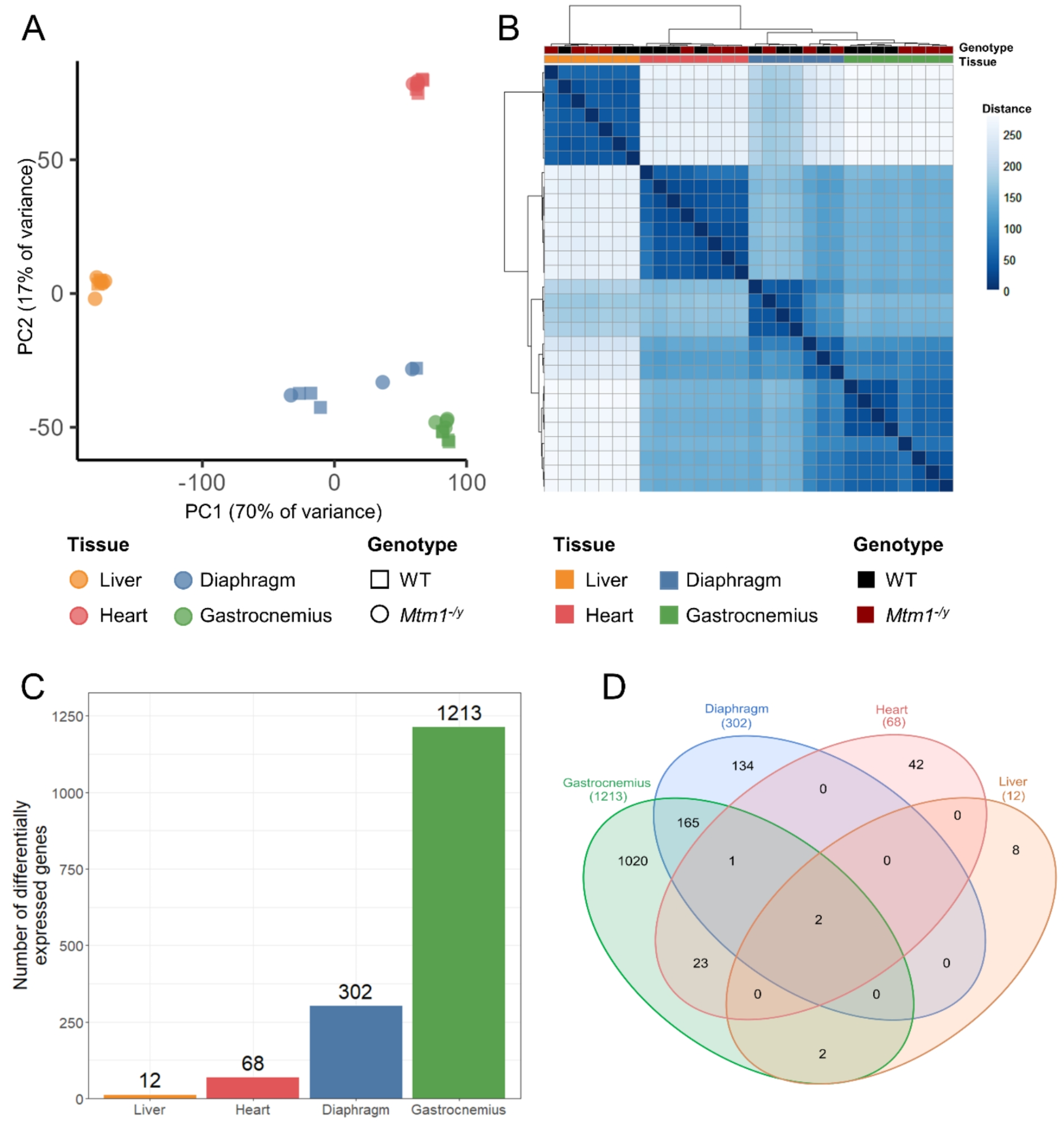 Potential compensatory mechanisms preserving cardiac function in myotubular myopathy