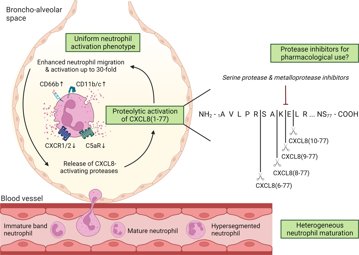 Heterogeneous neutrophils in lung transplantation and proteolytic CXCL8 activation in COVID-19, influenza and lung transplant patient lungs
