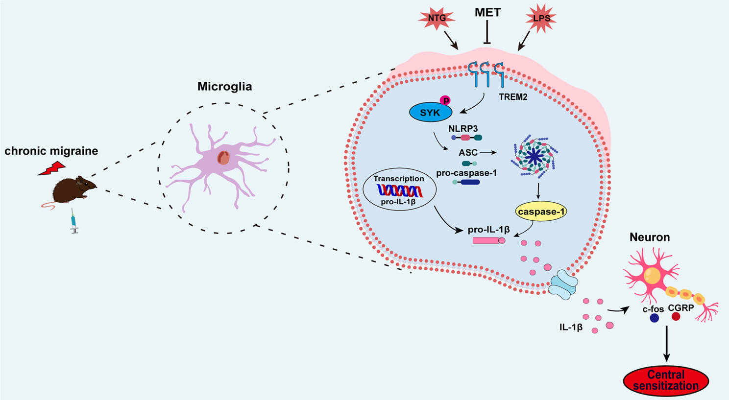 Metformin attenuates central sensitization by regulating neuroinflammation through the TREM2-SYK signaling pathway in a mouse model of chronic migraine
