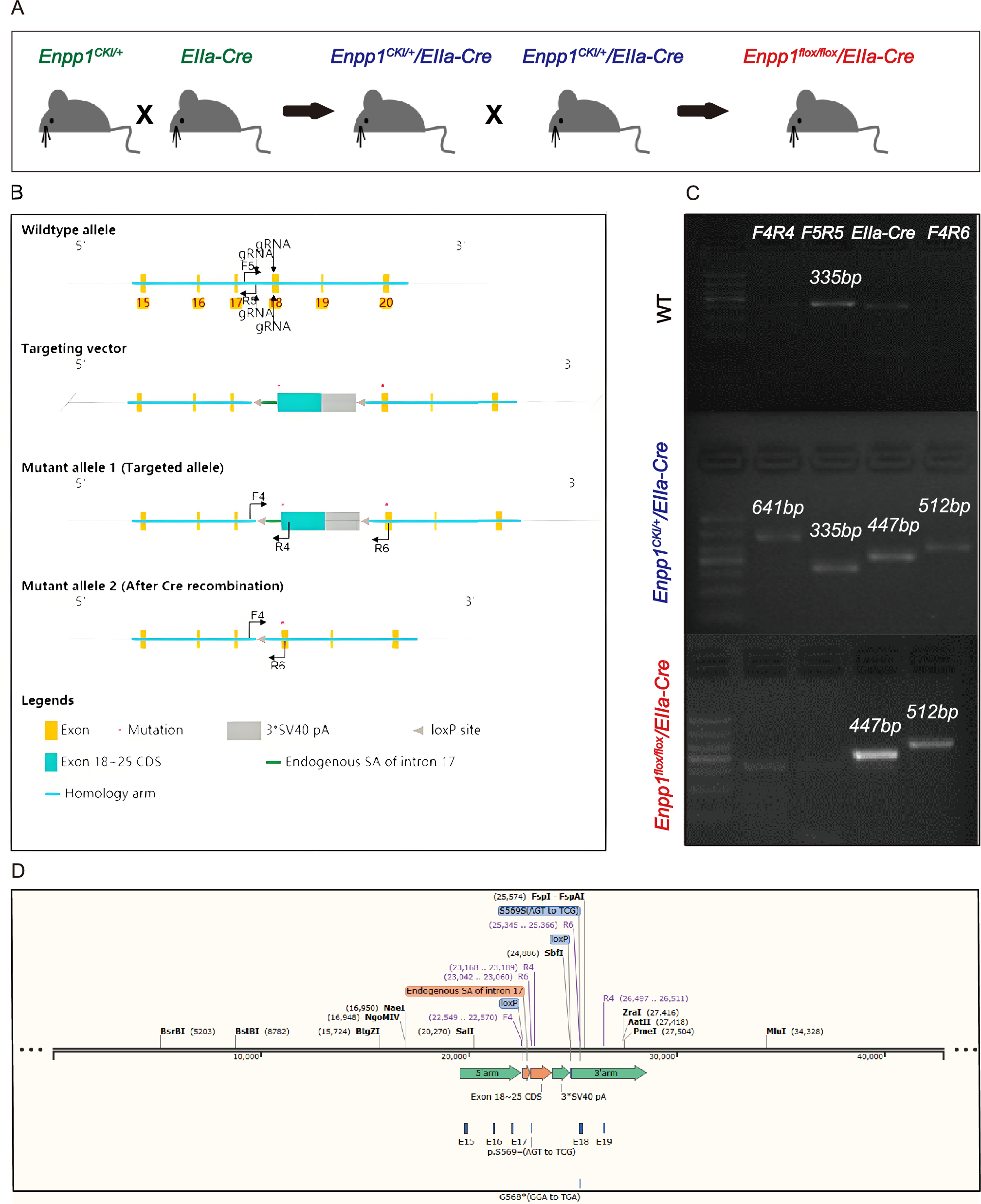 Enpp1 mutations promote upregulation of hedgehog signaling in heterotopic ossification with aging