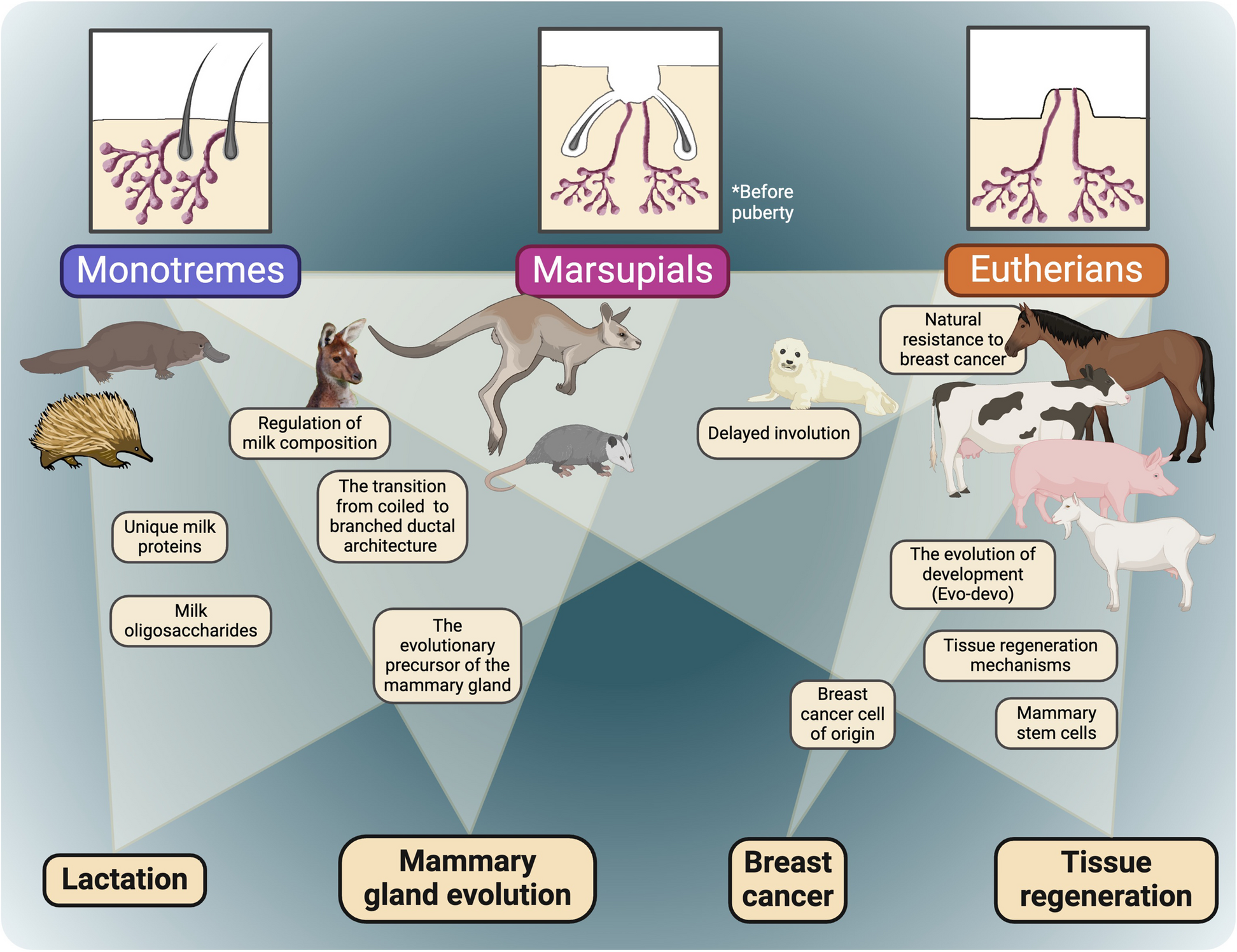 Using Organoids to Tap Mammary Gland Diversity for Novel Insight