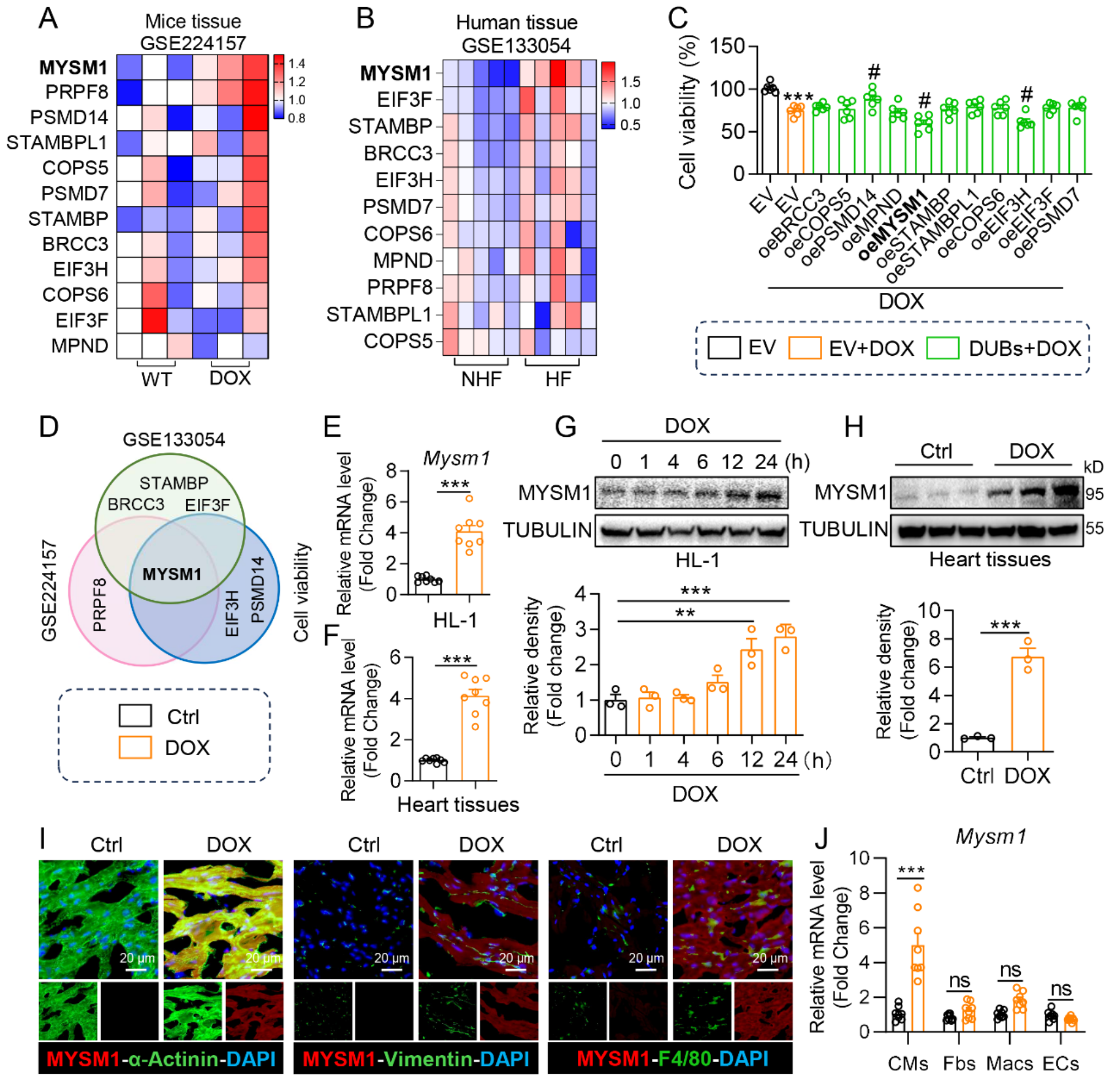 Deubiquitinase MYSM1 promotes doxorubicin-induced cardiotoxicity by mediating TRIM21-ferroptosis axis in cardiomyocytes