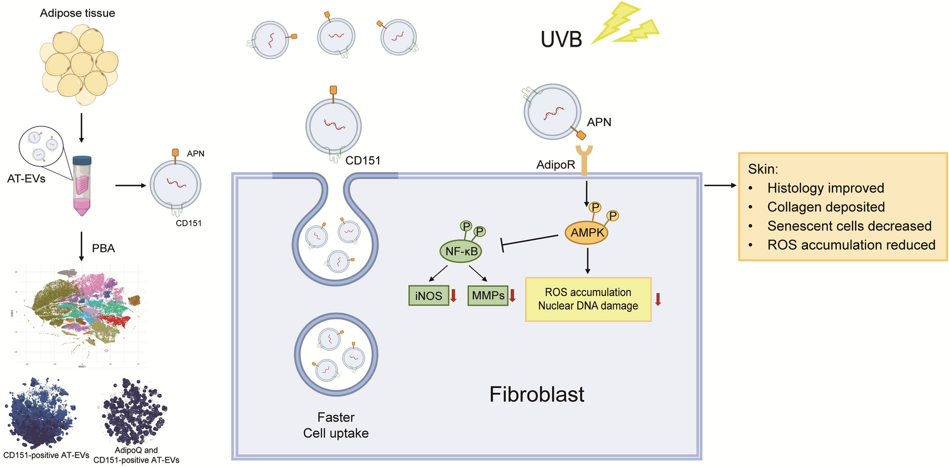 Adipose tissue protects against skin photodamage through CD151- and AdipoQ- EVs