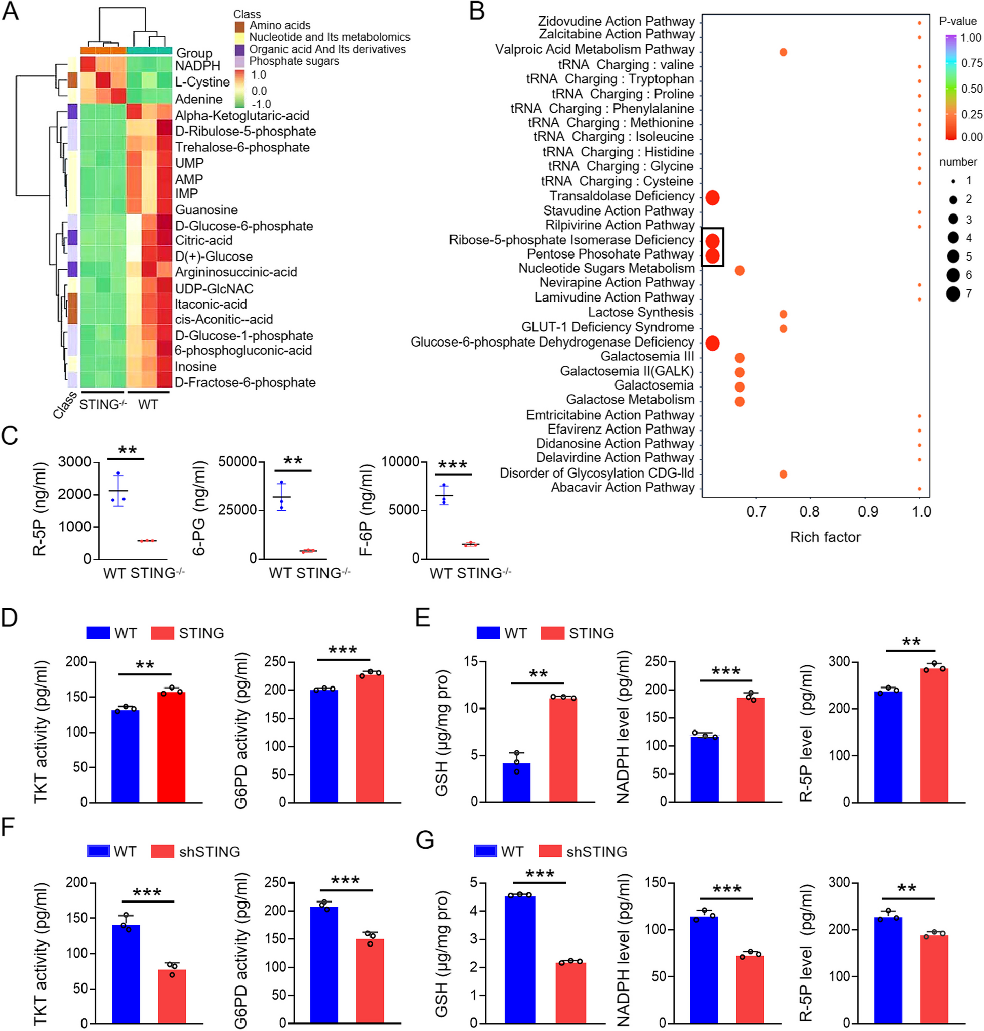 STING exerts antiviral innate immune response by activating pentose phosphate pathway