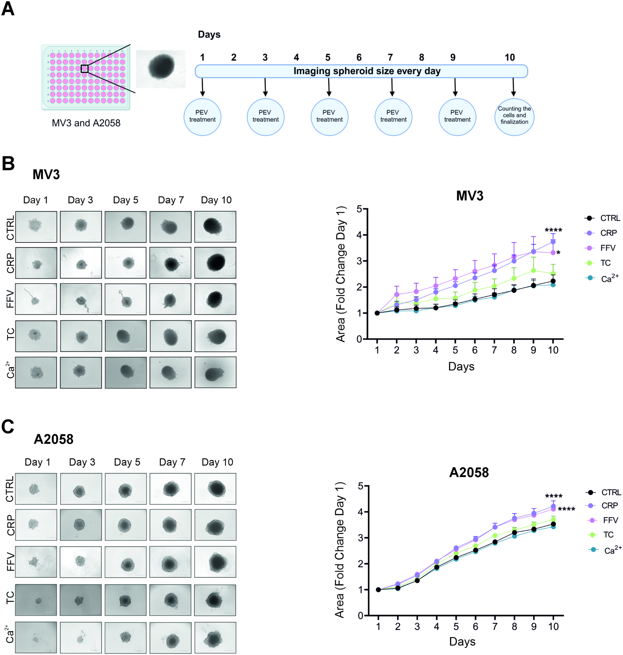 Platelet-derived extracellular vesicles induced through different activation pathways drive melanoma progression by functional and transcriptional changes