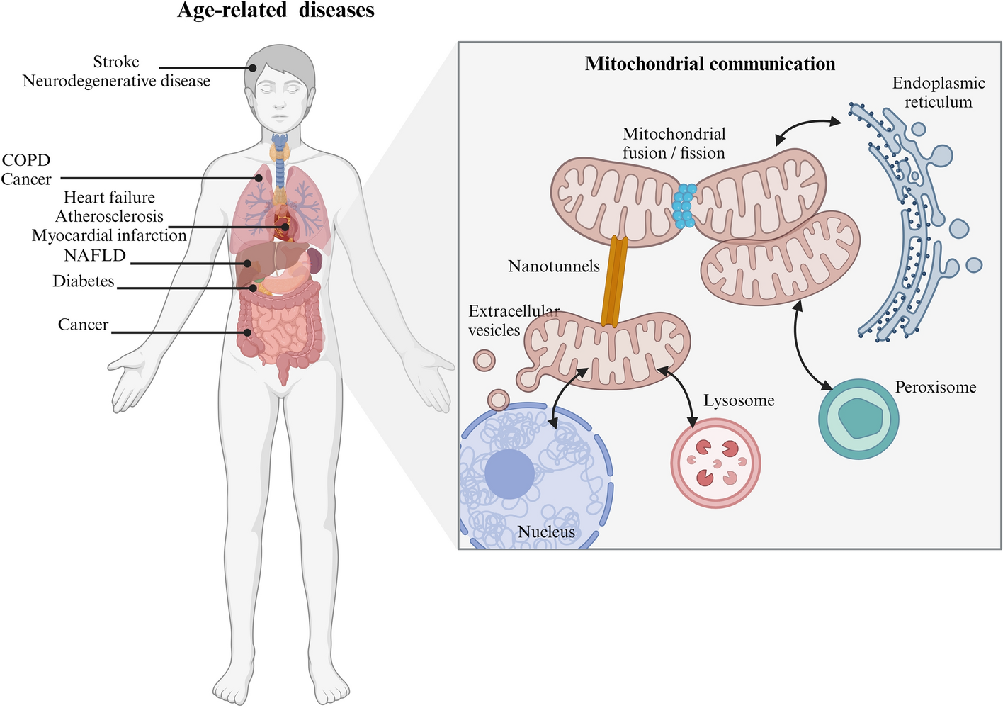 Inter- and intracellular mitochondrial communication: signaling hubs in aging and age-related diseases