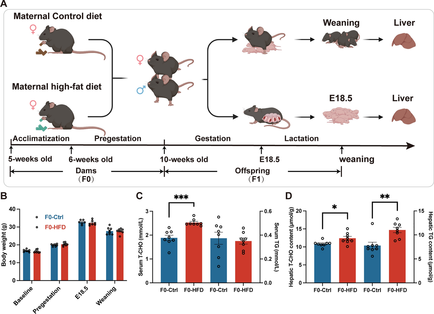 Maternal high-fat diet orchestrates offspring hepatic cholesterol metabolism via MEF2A hypermethylation-mediated CYP7A1 suppression