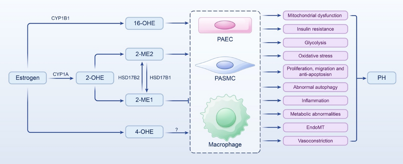 Decoding the enigmatic estrogen paradox in pulmonary hypertension: delving into estrogen metabolites and metabolic enzymes