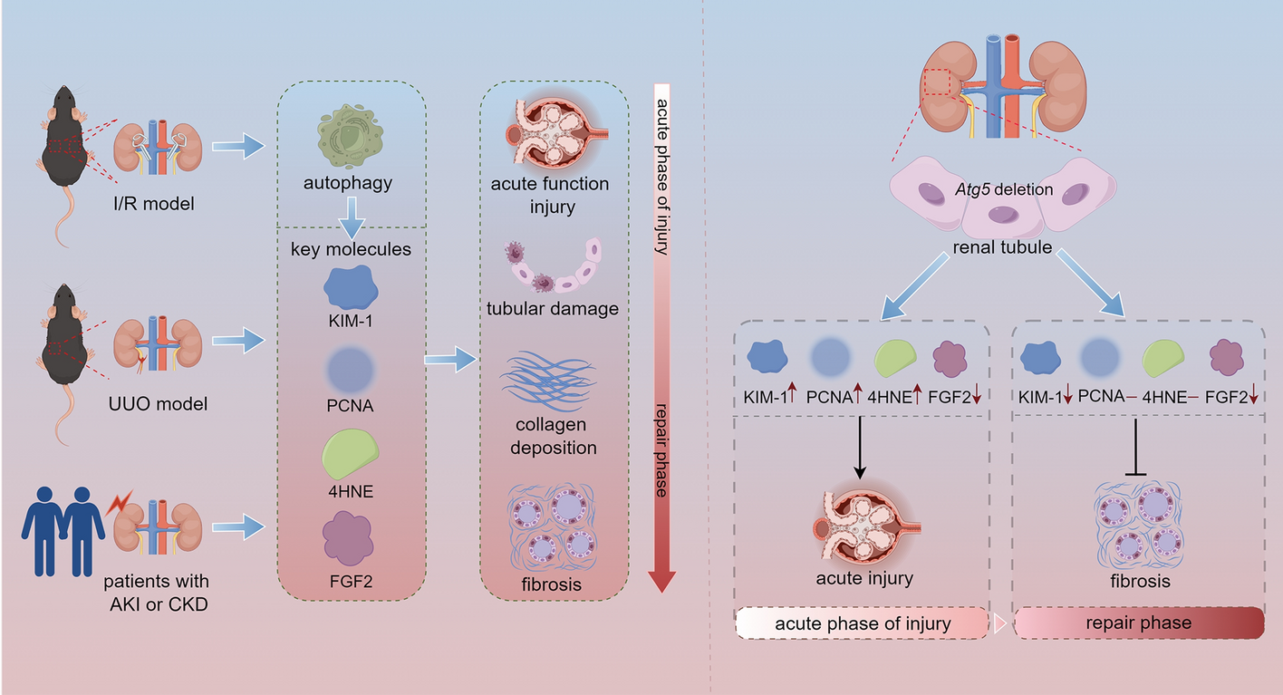Dynamic regulation of proximal tubular autophagy from injury to repair after ischemic kidney damage