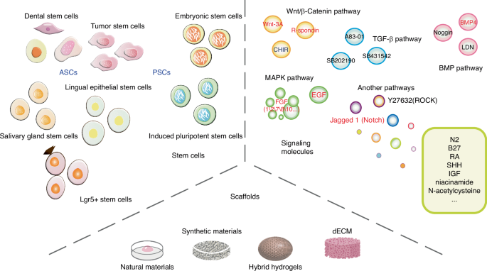 Organoids in the oral and maxillofacial region: present and future