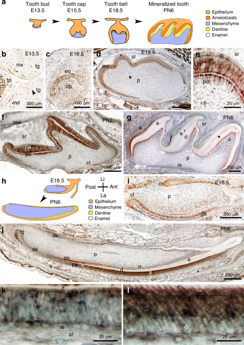 An unexpected role of Nogo-A as regulator of tooth enamel formation