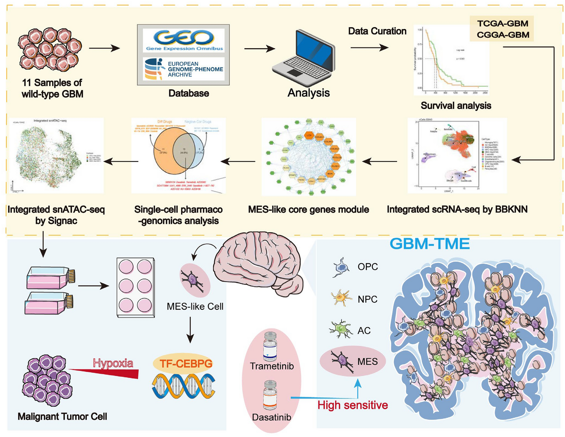 Single-cell multi-omics analysis reveals candidate therapeutic drugs and key transcription factor specifically for the mesenchymal subtype of glioblastoma
