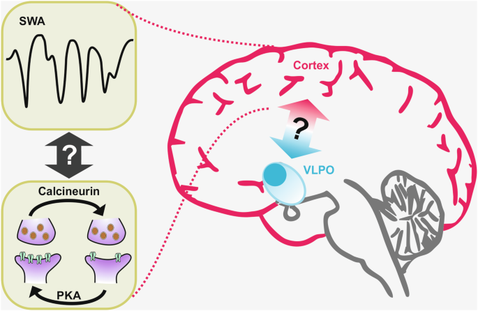 Tug of war between phosphatase and kinase during sleep