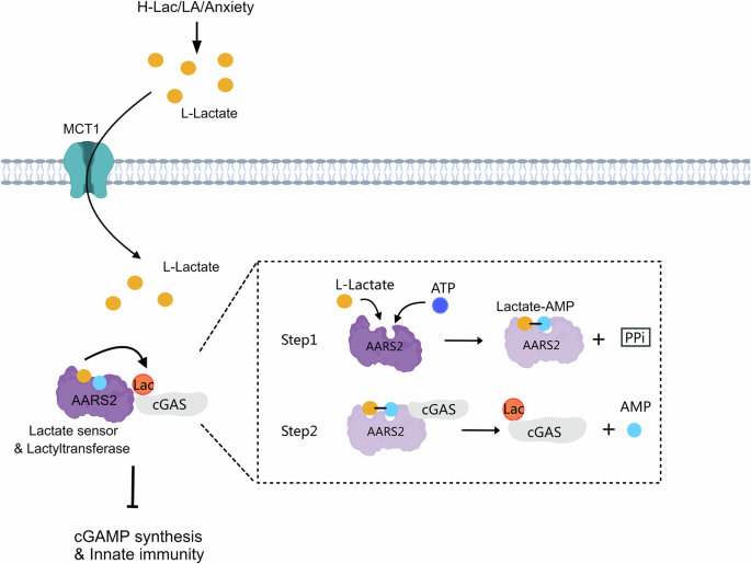 Encoding immune responses: the moonlighting function of alanyl-tRNA synthetase