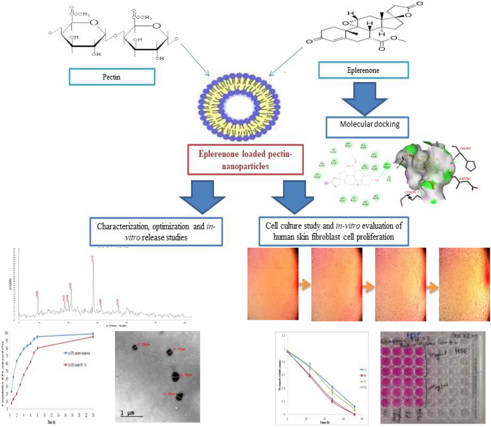 Formulation, Evaluation, Factorial Optimization, and In-Silico Study of Eplerenone Loaded Pectin Nanoparticles: A New Approach to the Proliferation of Human Skin Fibroblasts for Wound Healing