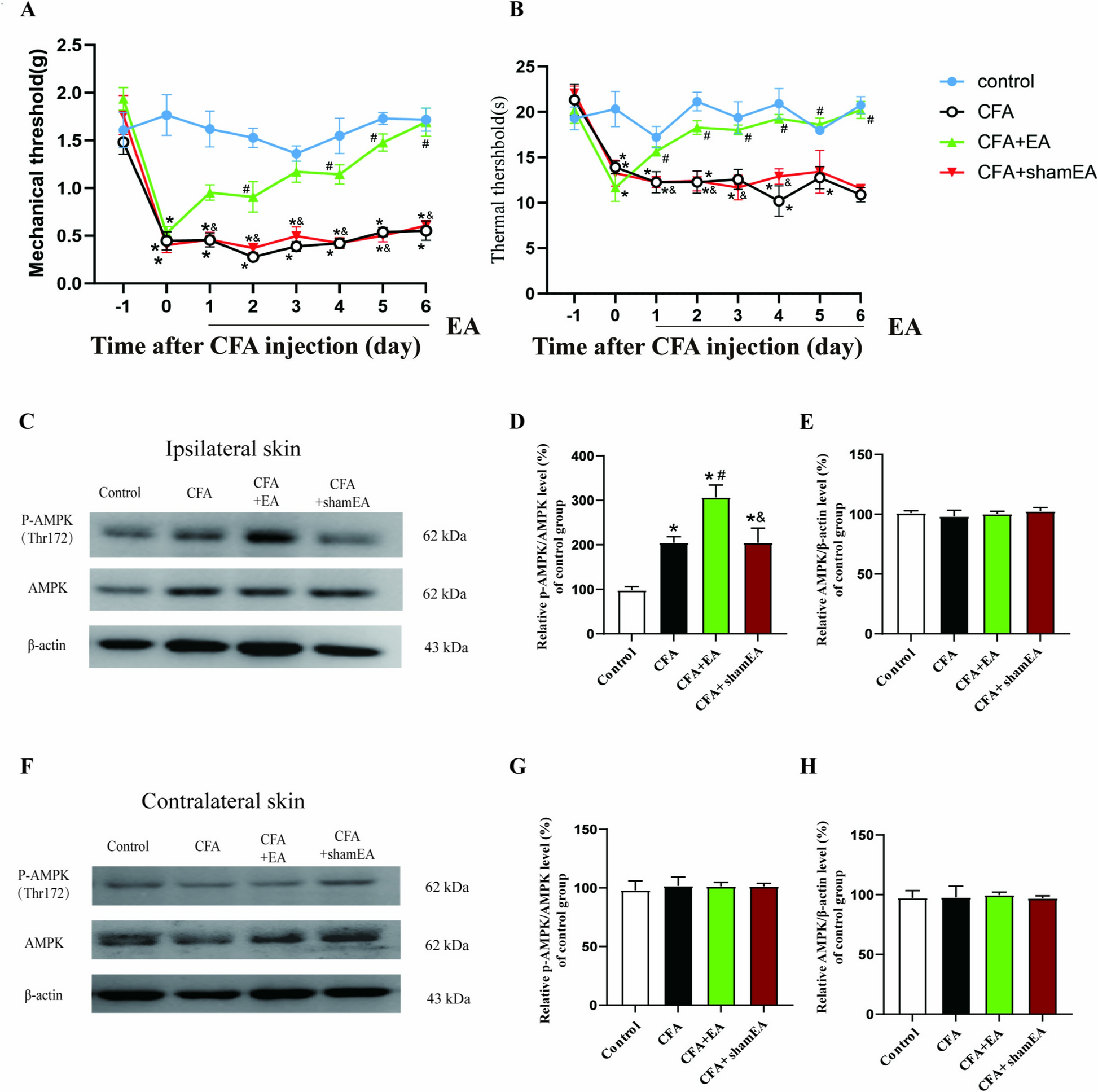 Electroacupuncture ameliorates inflammatory pain through CB2 receptor-dependent activation of the AMPK signaling pathway