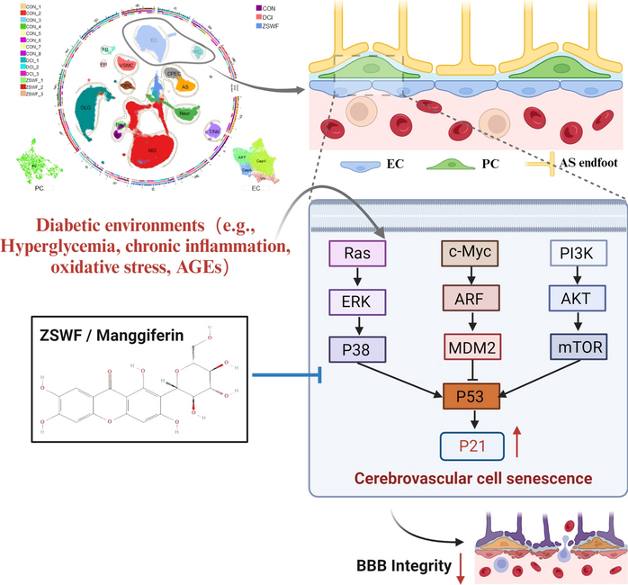 Zi Shen Wan Fang repaired blood–brain barrier integrity in diabetic cognitive impairment mice via preventing cerebrovascular cells senescence