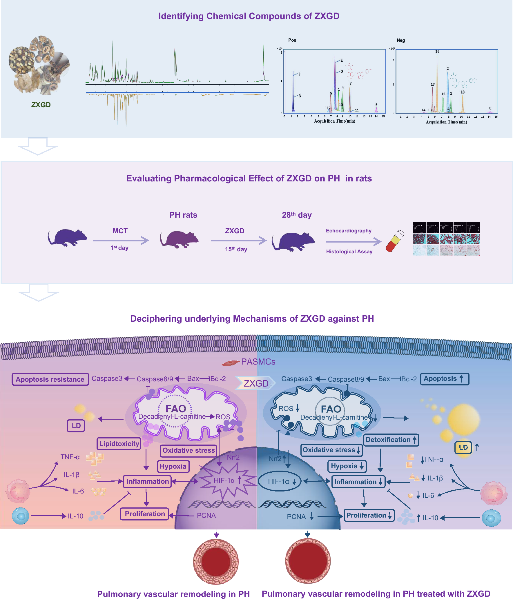 Zhishi Xiebai Guizhi Decoction modulates hypoxia and lipid toxicity to alleviate pulmonary vascular remodeling of pulmonary hypertension in rats