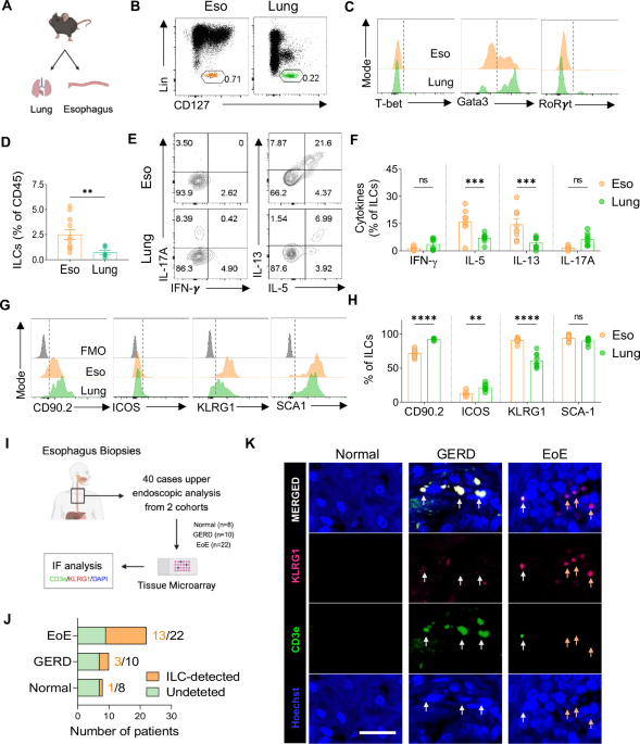 Esophageal ILC2s mediate abnormal epithelial remodeling in eosinophilic esophagitis via Areg-EGFR signaling