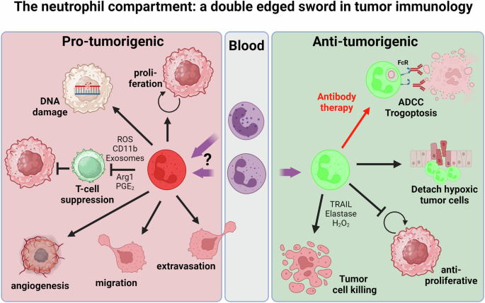 Neutrophils in cancer: from biology to therapy