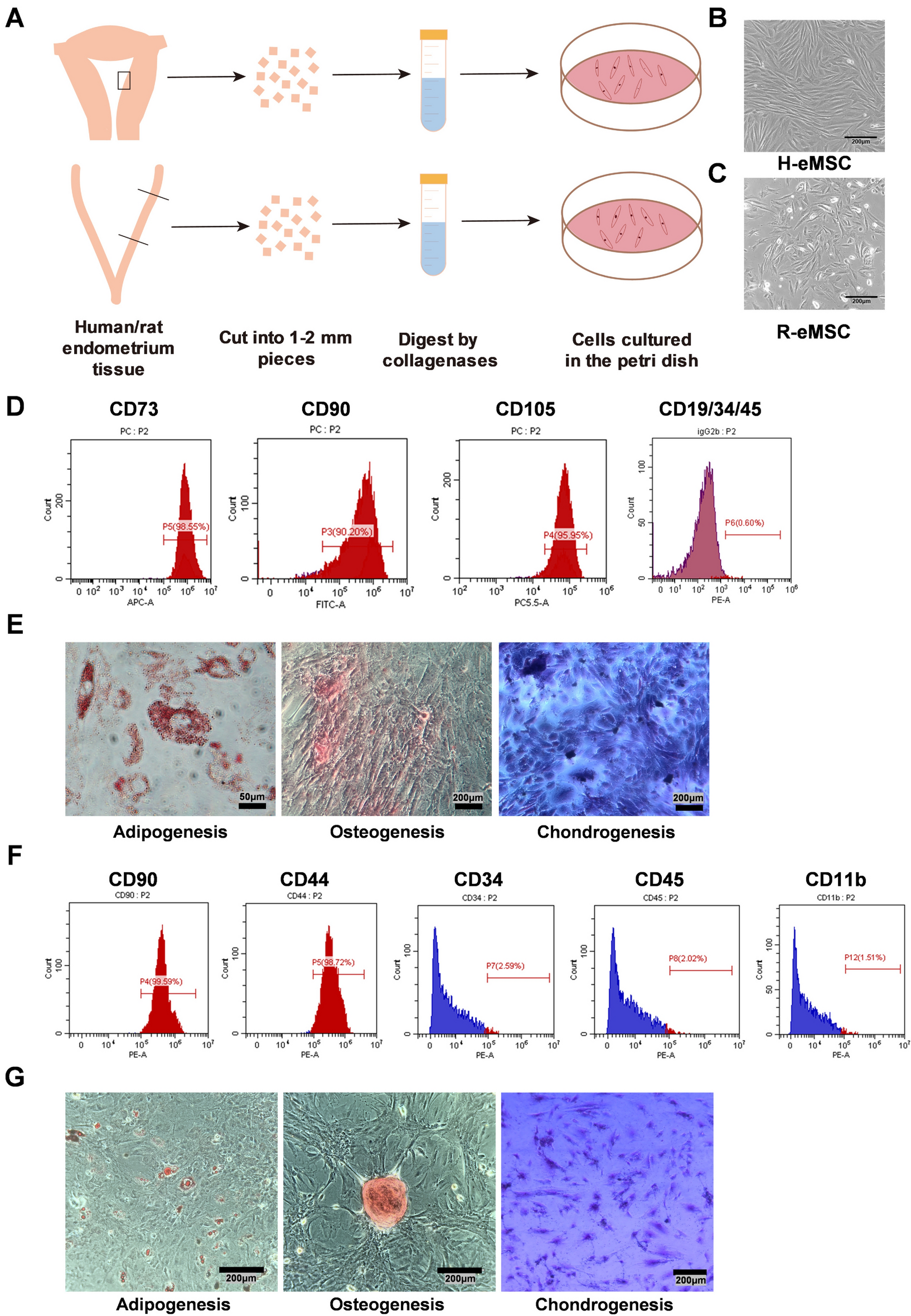 Long-term therapeutic effects of allogeneic mesenchymal stem cell transplantation for intrauterine adhesions