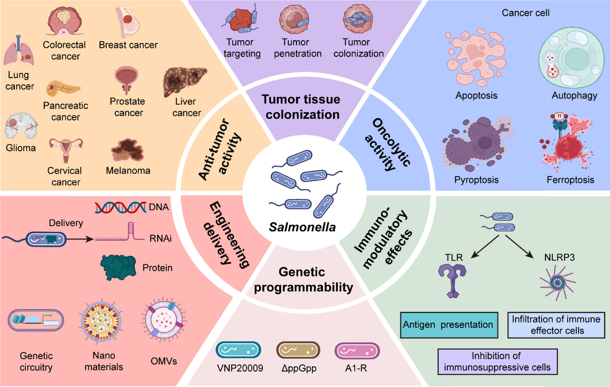 Salmonella-based therapeutic strategies: improving tumor microenvironment and bringing new hope for cancer immunotherapy