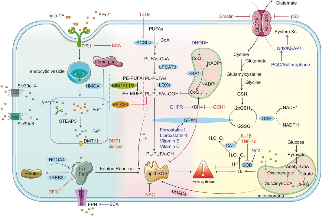 Ferroptosis and its role in osteoarthritis: mechanisms, biomarkers, and therapeutic perspectives