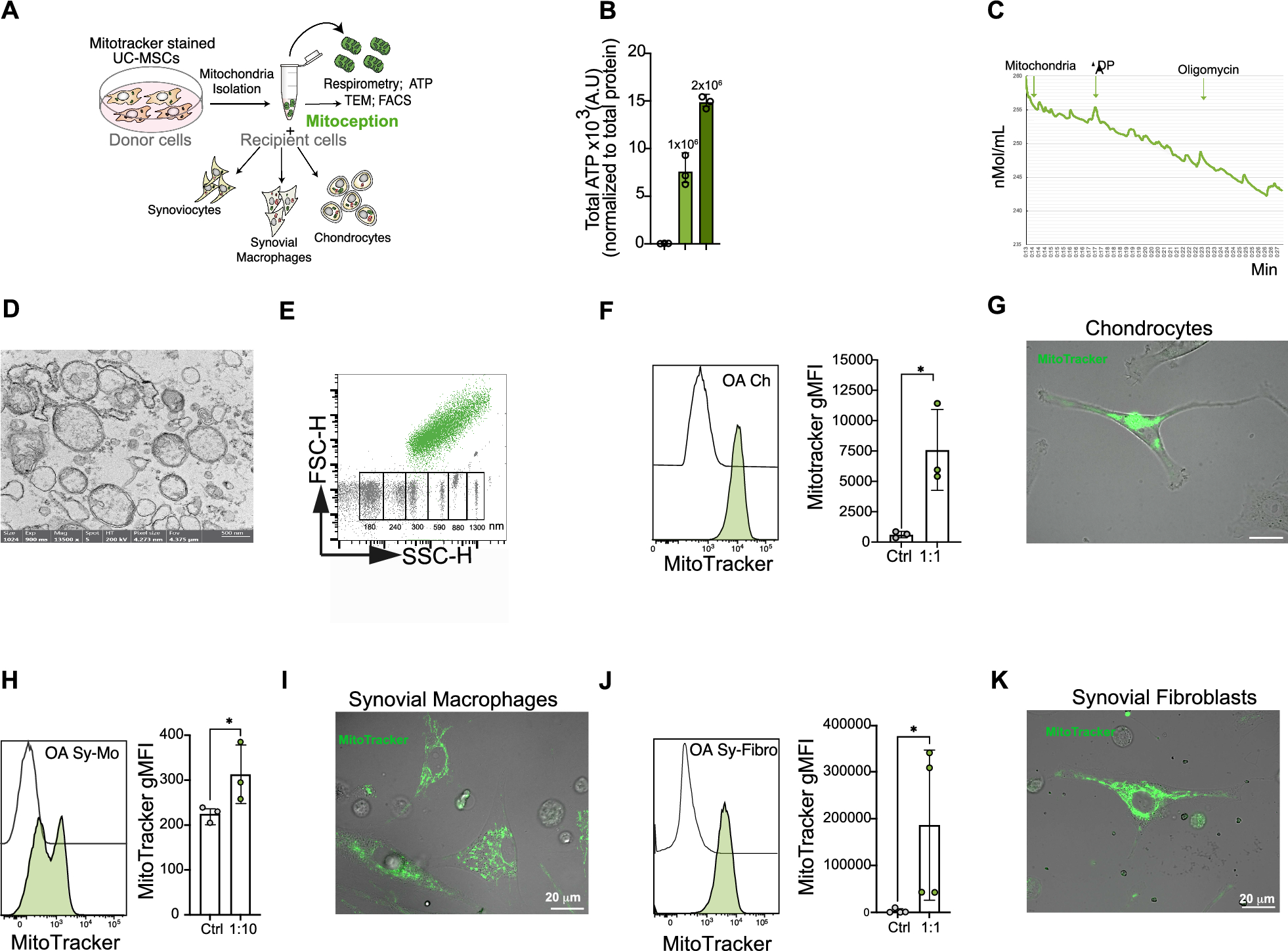 Safety and efficacy of mesenchymal stromal cells mitochondria transplantation as a cell-free therapy for osteoarthritis
