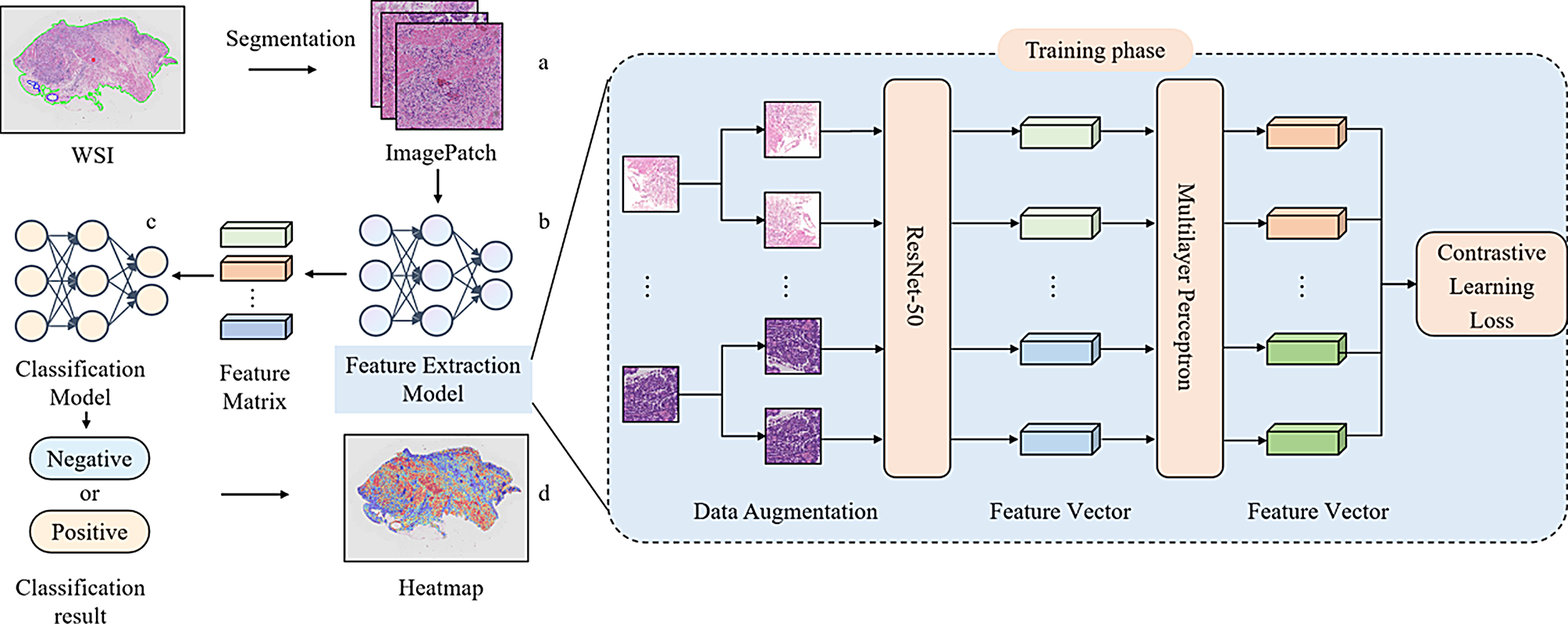 Deep learning-based prediction of HER2 status and trastuzumab treatment efficacy of gastric adenocarcinoma based on morphological features