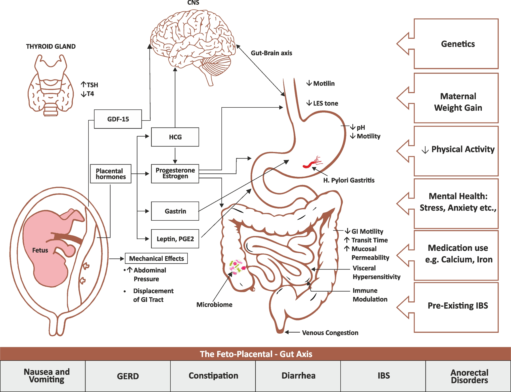 Gastrointestinal symptoms and disorders of gut-brain interaction in pregnancy