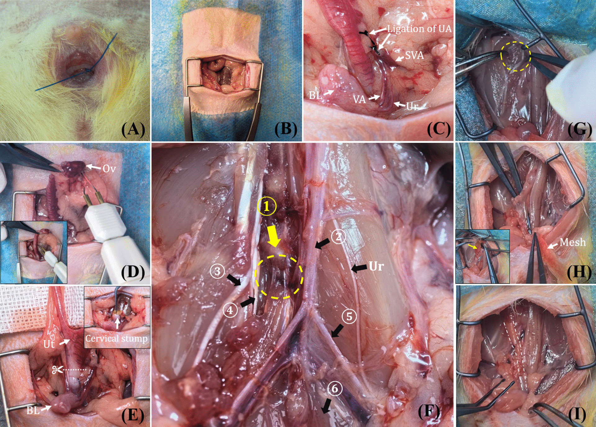 New Rat Model Mimicking Sacrocolpopexy for POP Treatment and Biomaterials Testing via Unilateral Presacral Suspension