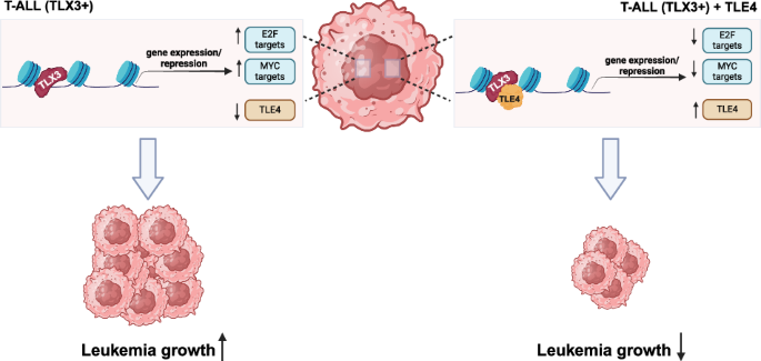 TLE4 is a repressor of the oncogenic activity of TLX3 in T-cell acute lymphoblastic leukemia