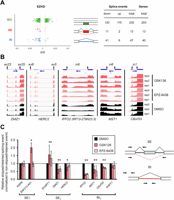 EZH2 modulates mRNA splicing and exerts part of its oncogenic function through repression of splicing factors in CML