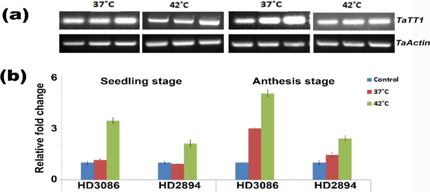 Stress-associated gene TaTT1 from wheat confers heat stress tolerance in the prokaryotic system and transgenic tobacco (Nicotiana tabacum L.)
