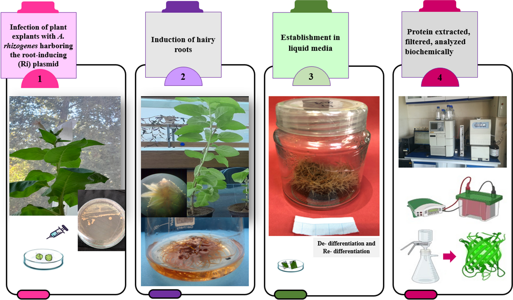 Hairy roots as a platform for recombinant protein expression and secondary metabolite production: current status and future prospects