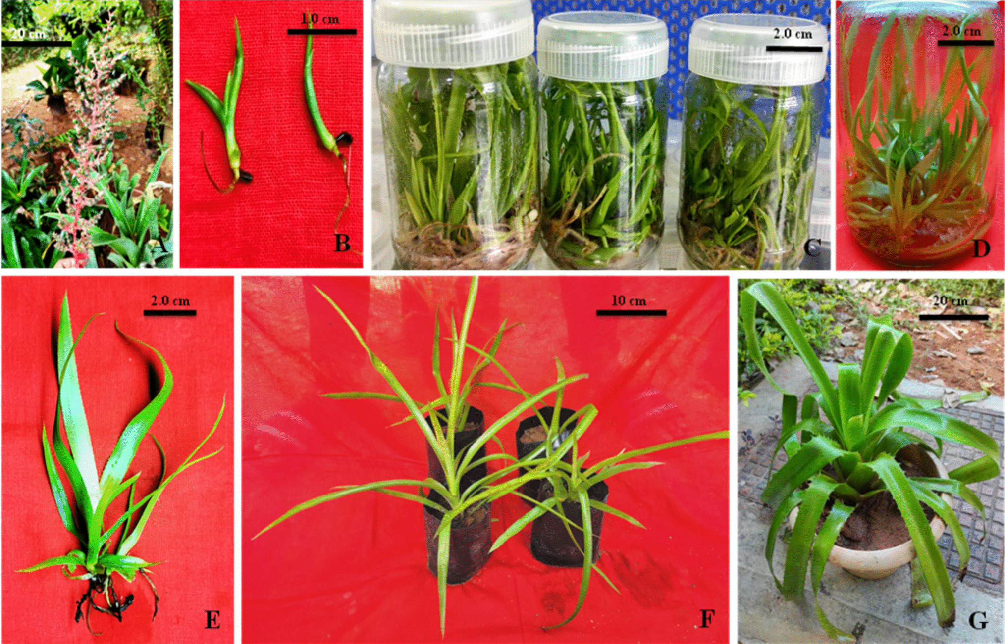 In vitro regeneration and micro-morpho-anatomical characterization of leaves towards epiphytic adaptation in Aechmea bracteata (Sw.) Griseb.